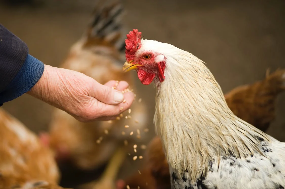 a person feeding a white chicken