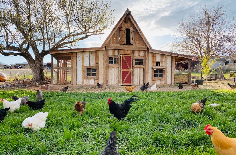 flock of chicken and a wooden-coop in the background