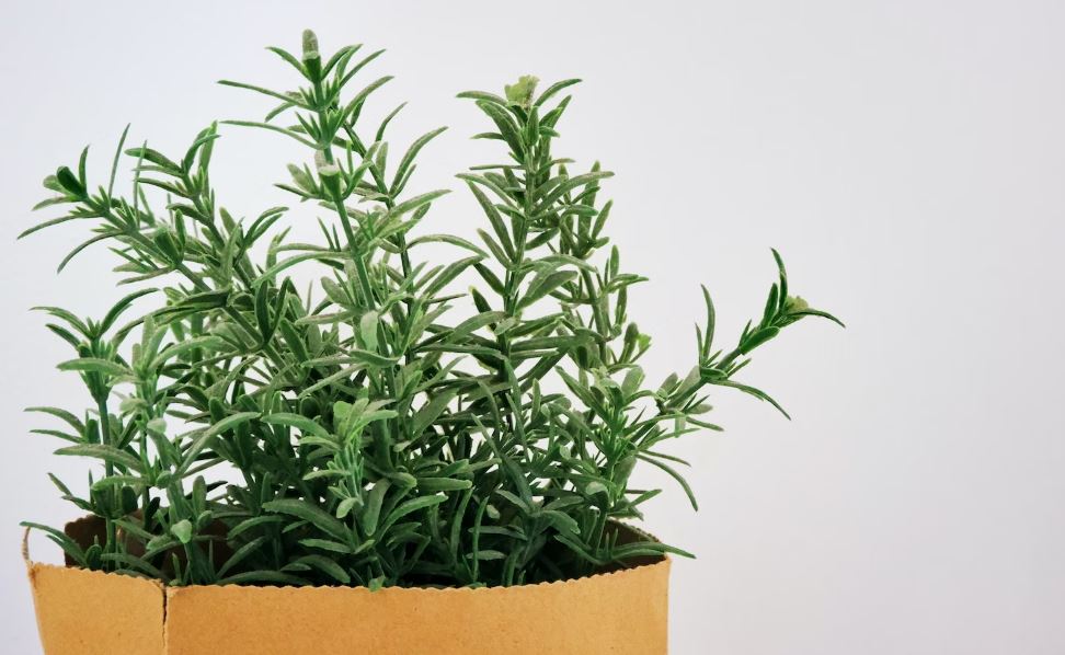 rosemary on a paper bag