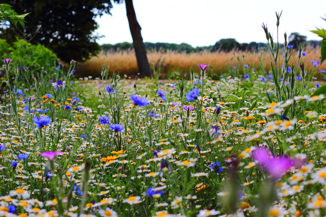 blue and purple flowers on a green field