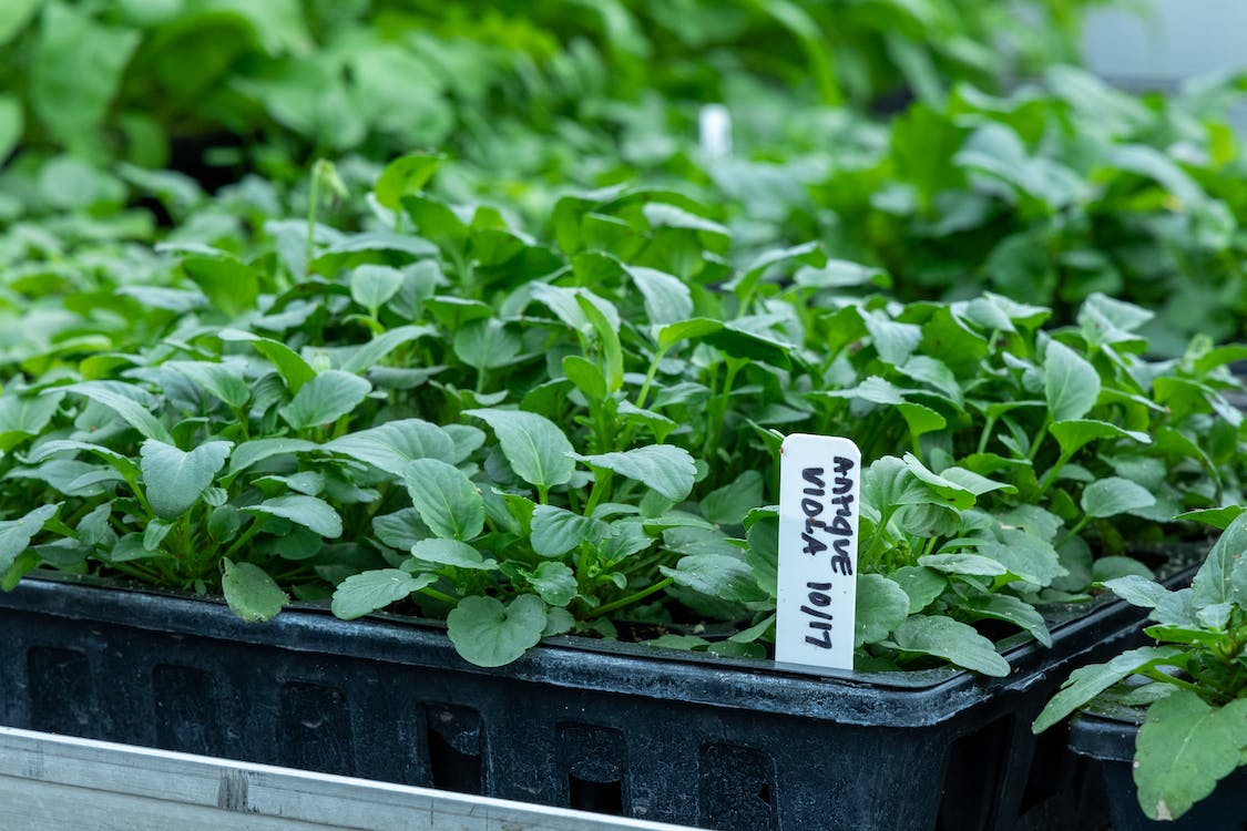 green leaves with “Antique Viola” tag