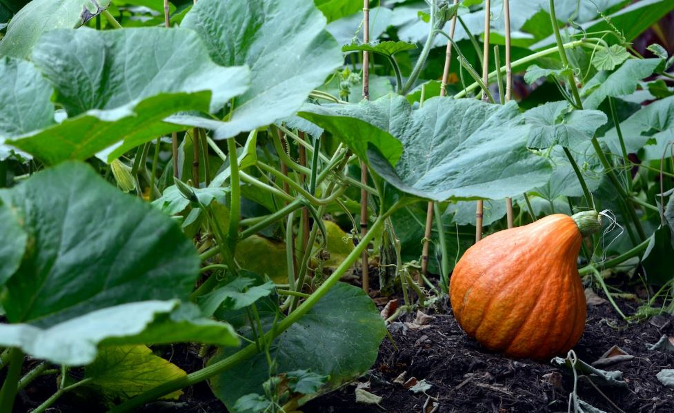 leaves and ripe pumpkin