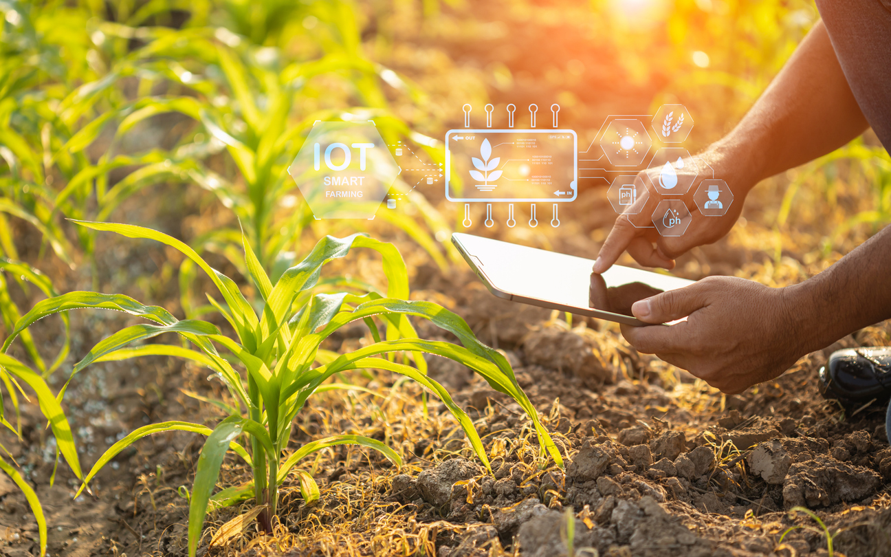 Farmer using digital tablet in corn crop cultivated field with smart farming interface icons and light flare sunset effect