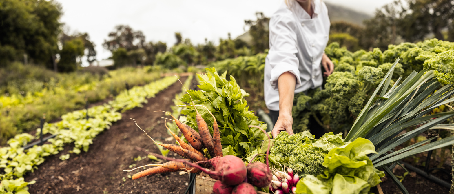 a person harvesting fresh vegetables in an agricultural field