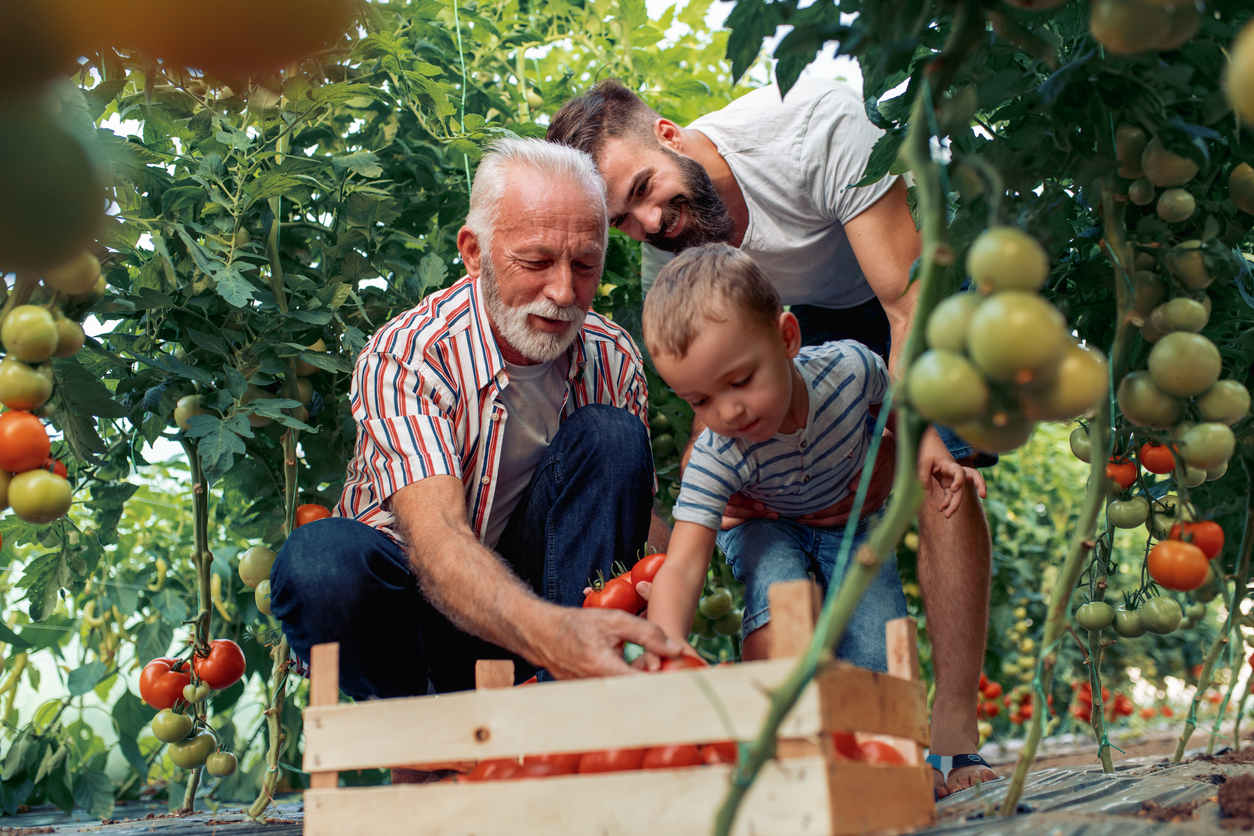 Grandfather, son and grandson working in greenhouse