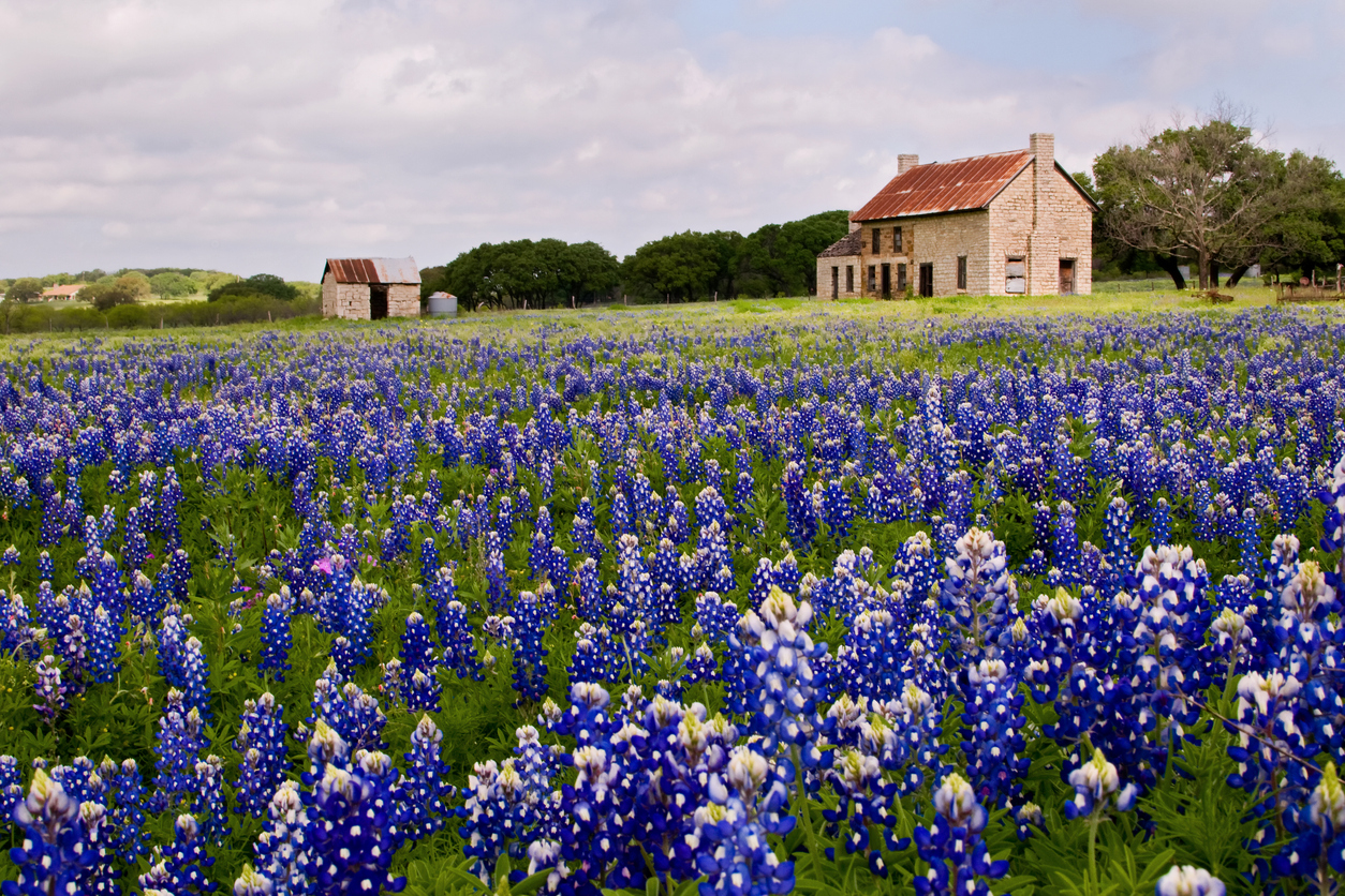 Roadside view of an old house surrounded by bluebonnets