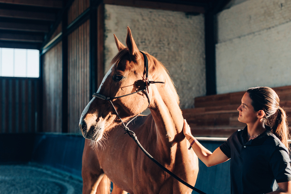 Veterinarian examining a brown horse inside a stable