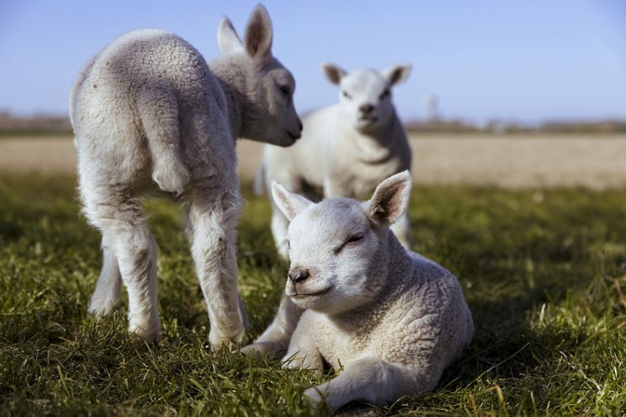 Lamb cattle resting on farm