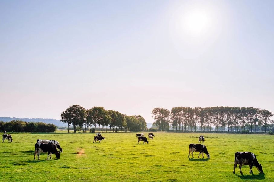 Multiple cows grazing on a rich, green pasture.