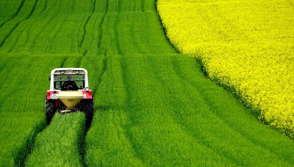 Tractor working on a large rapeseeds field.