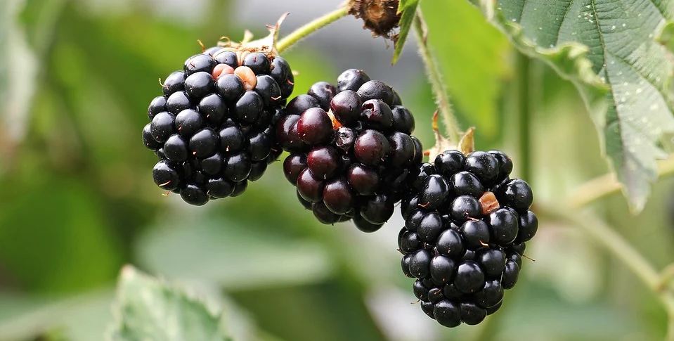 Blackberries