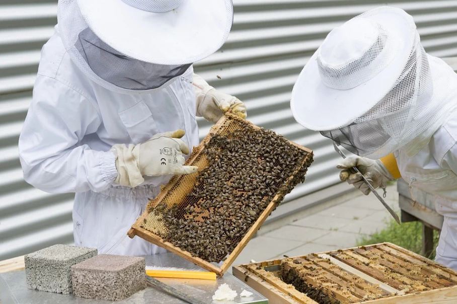 beekeepers inspecting a brood frame