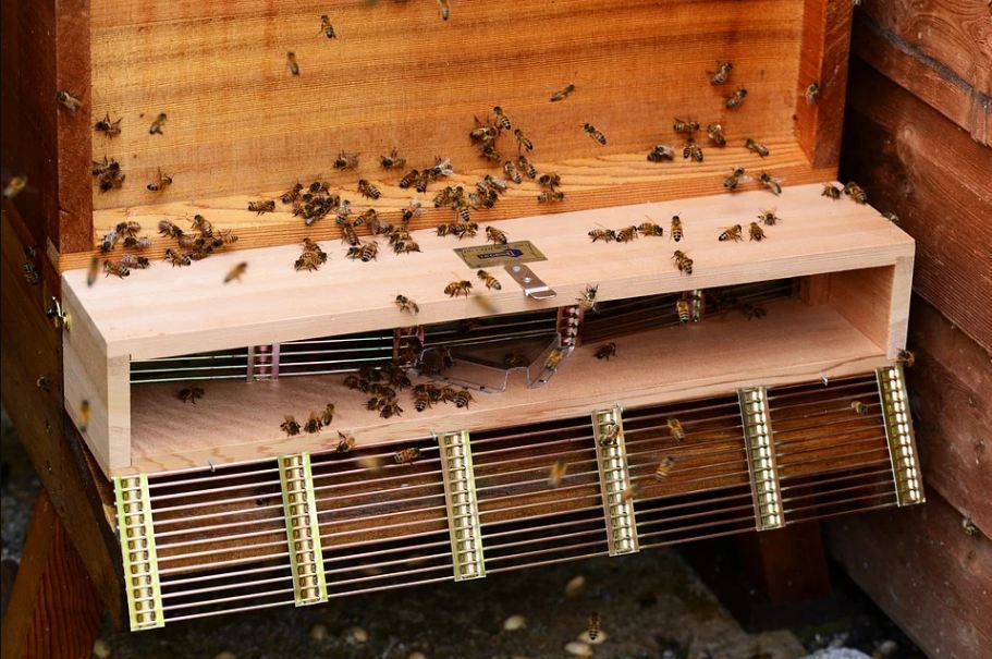 bee cage