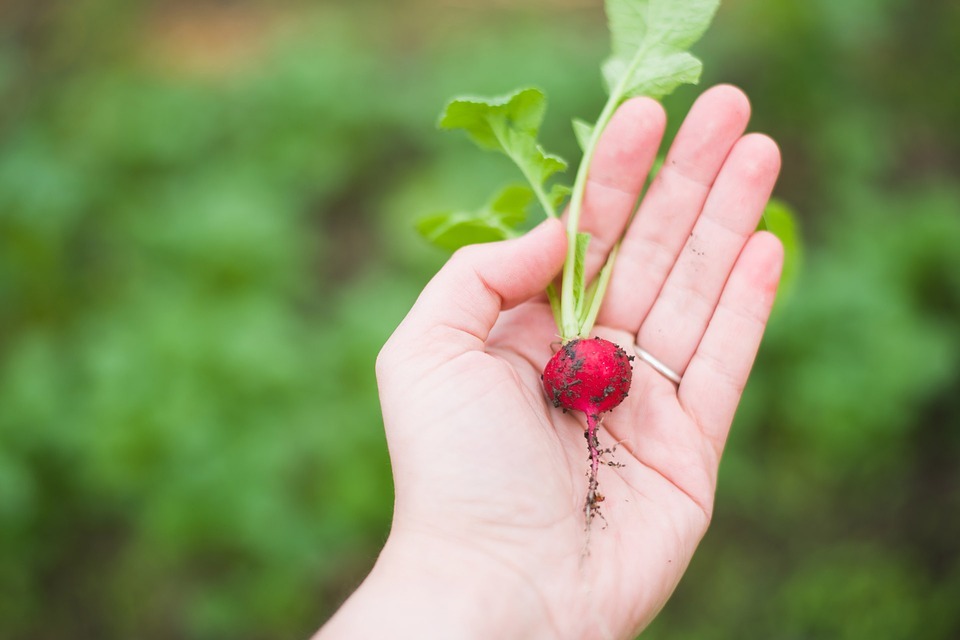 the vegetable garden at the back, red radish, human hand, soil on radish