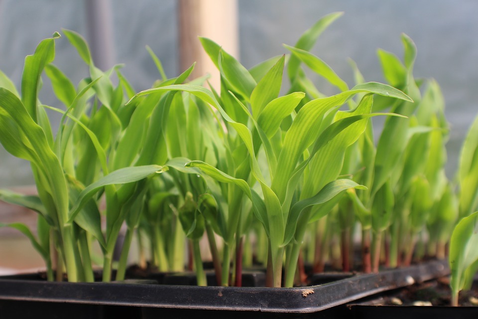 young corn plants planted in a rectangular container