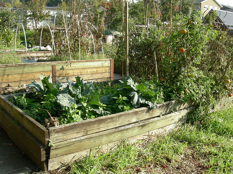 raised beds made of wood