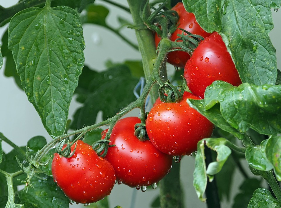 tomato plants with its red fruits with droplets of water
