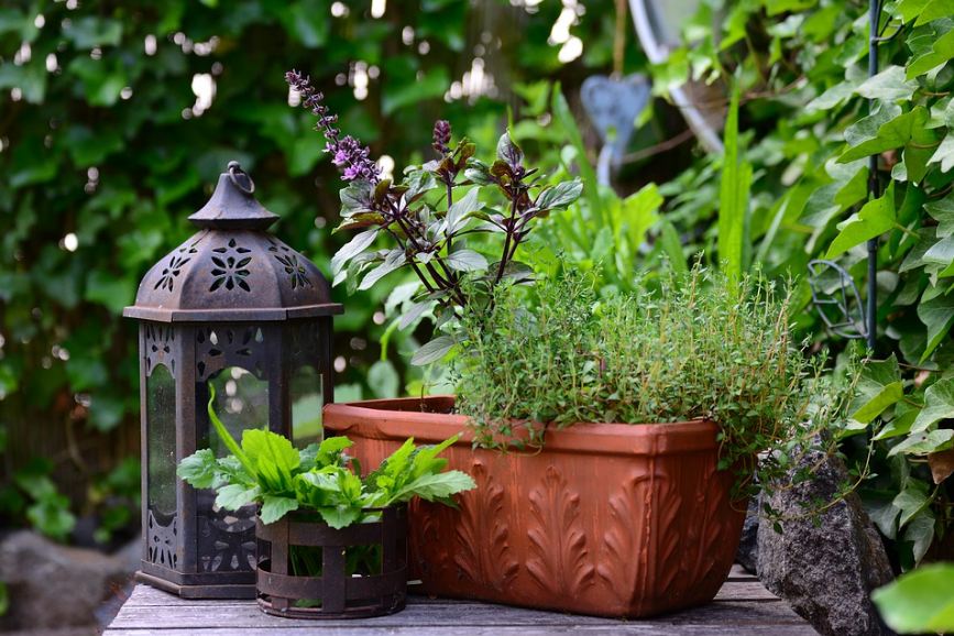 bush basil and thyme on a pot