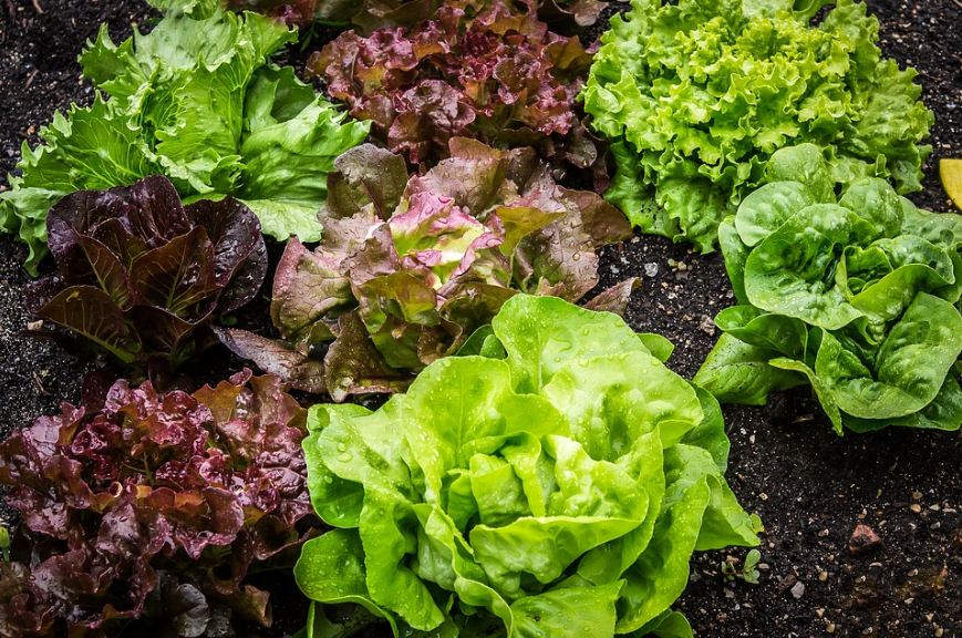 Different varieties of lettuce