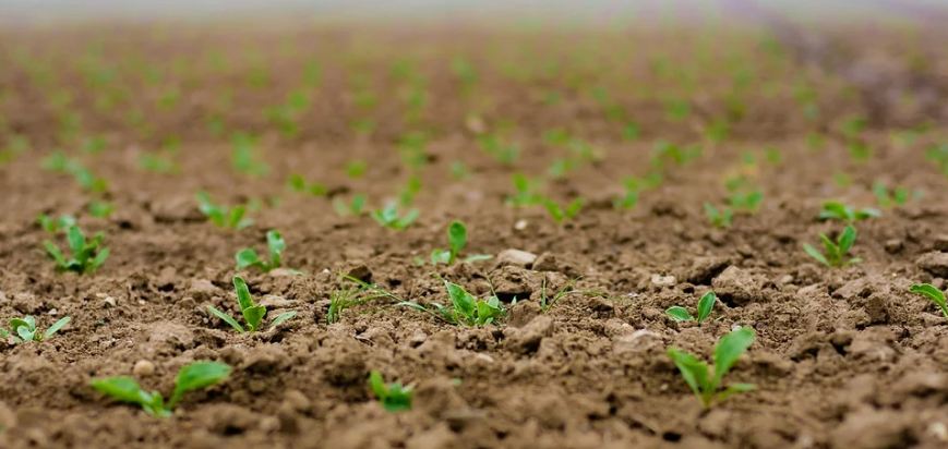 sugar beet seedlings