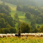 A shepherd on his farm rearing herd of cattle
