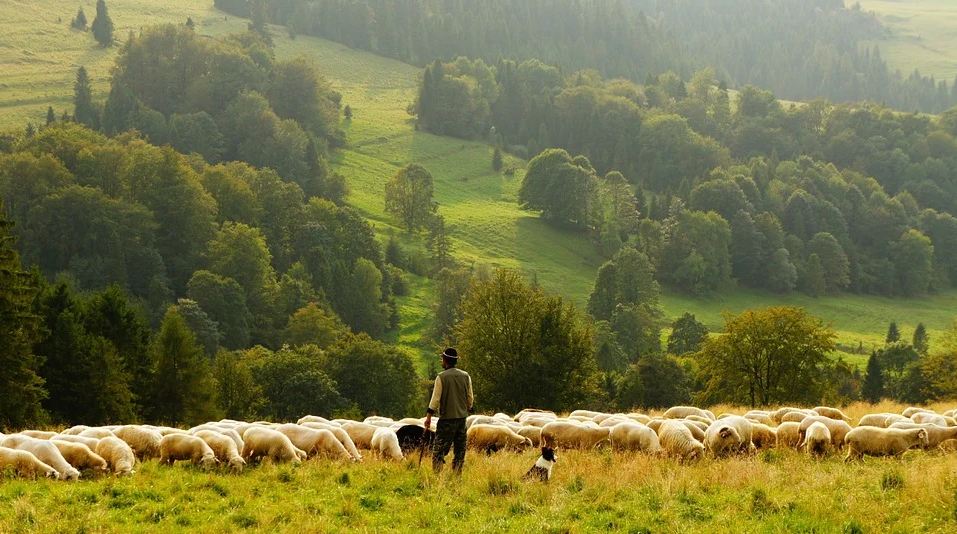 A shepherd on his farm rearing herd of cattle