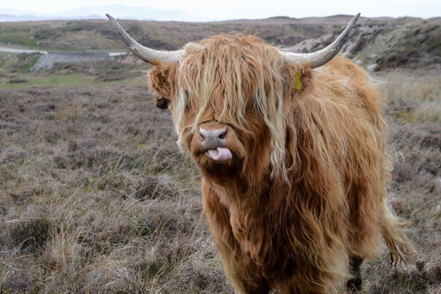 Brown highland cattle on a field of grass, sticking its tongue out