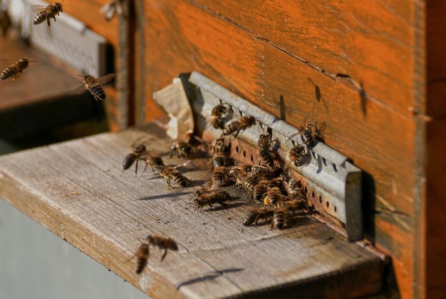 colony of bees