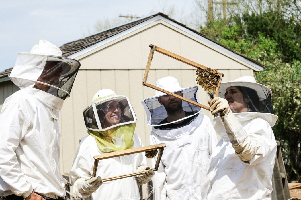 beekeepers inspecting brood frames