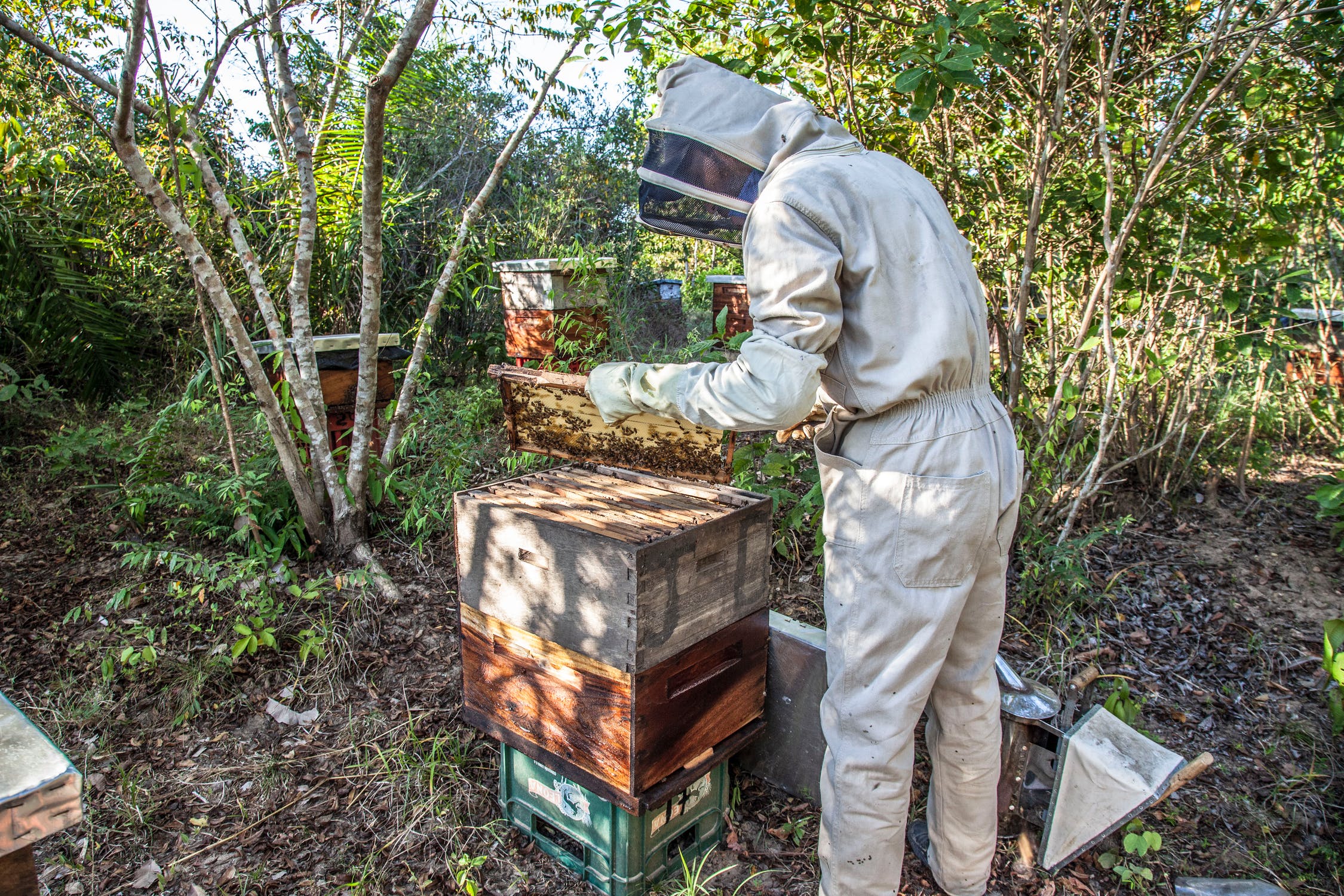beekeeper inspecting a brood frame
