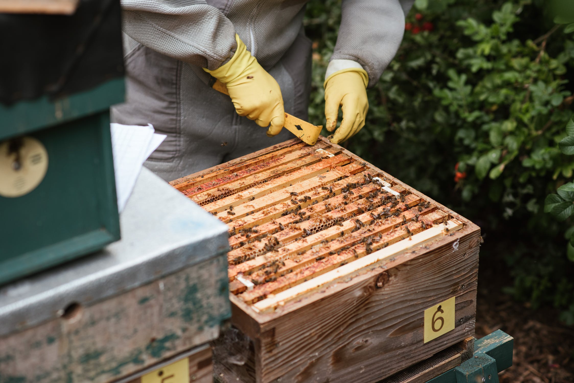 beekeeper removing a brood frame from a hive box using a hive tool