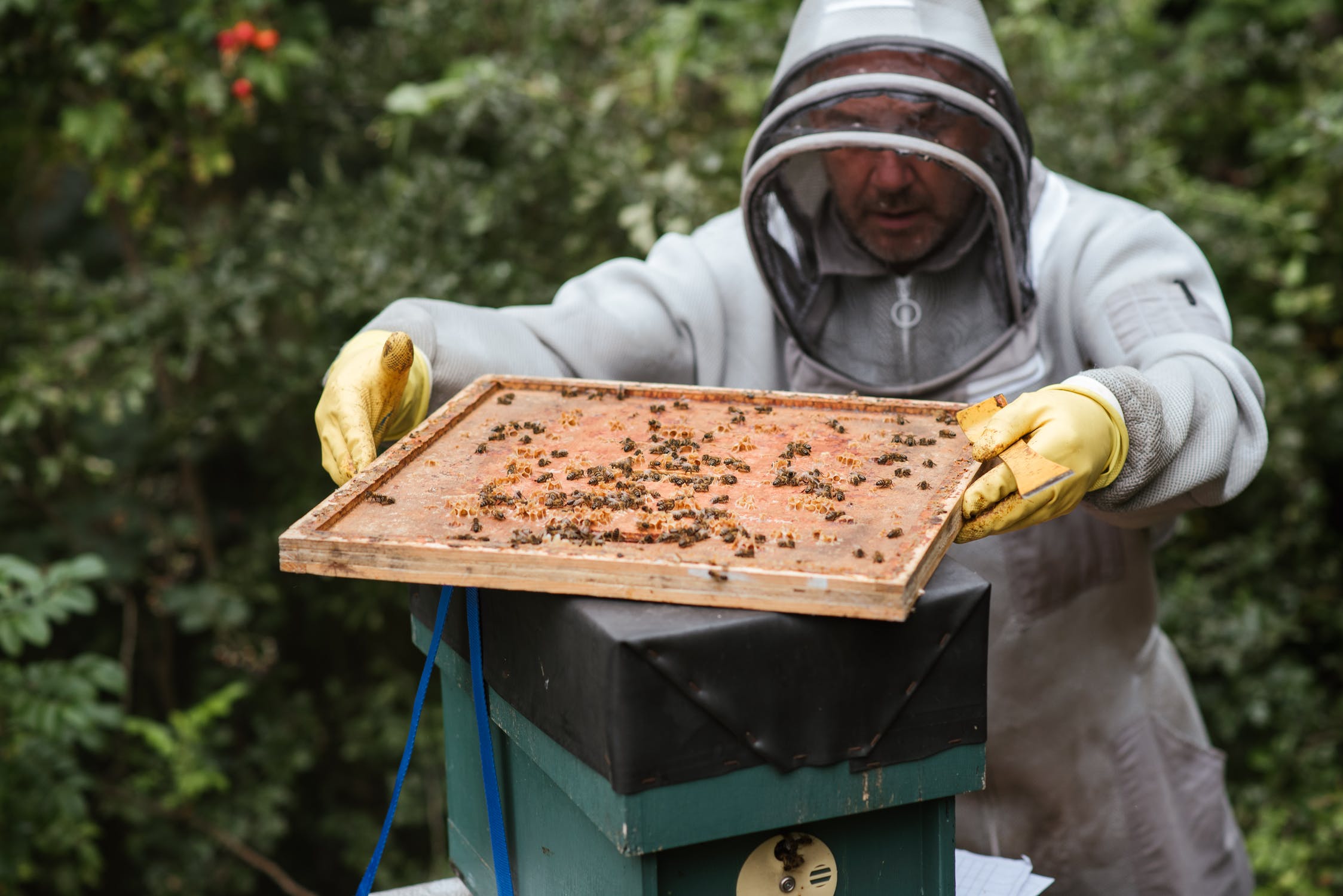 beekeeper removing a brood frame from the hive