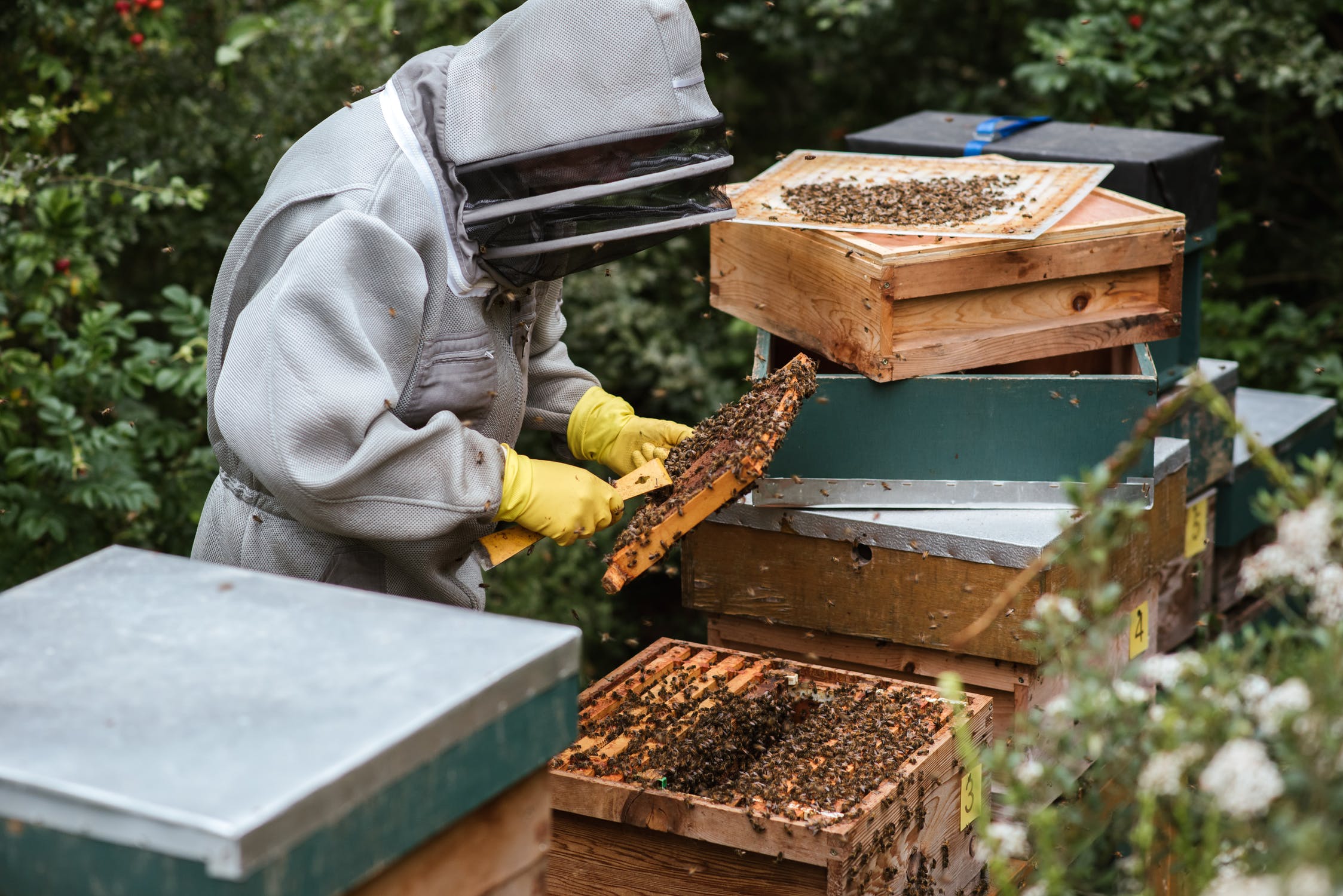 beekeeper using a hive tool on a brood frame