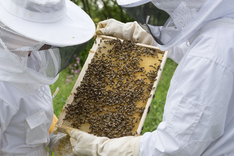 beekeepers inspecting a brood frame