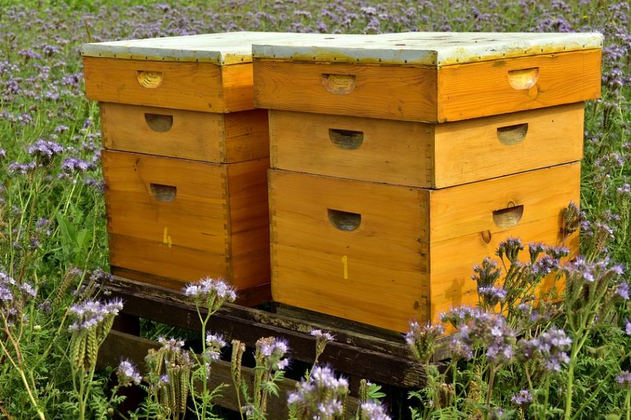 several hive boxes with bees inside them
