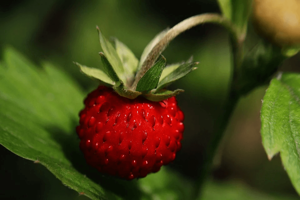 A red strawberry fruit attached to its stem