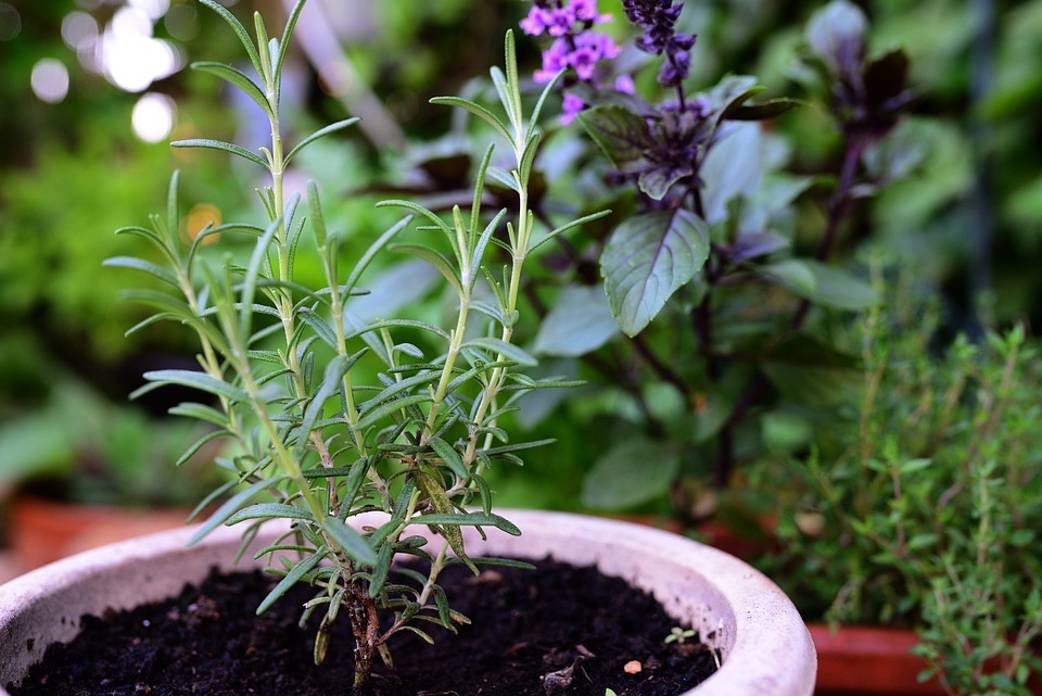 Rosemary plant in a pot
