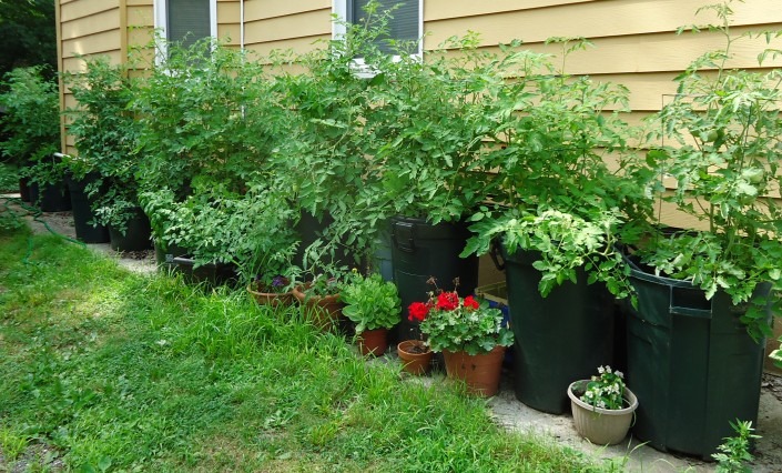 Tomato plants growing in a pot farm alongside a small house in fifteen garbage cans filled with soil