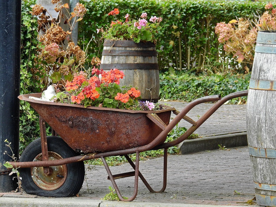 an old wheelbarrow with plants, and a barrel with flowers