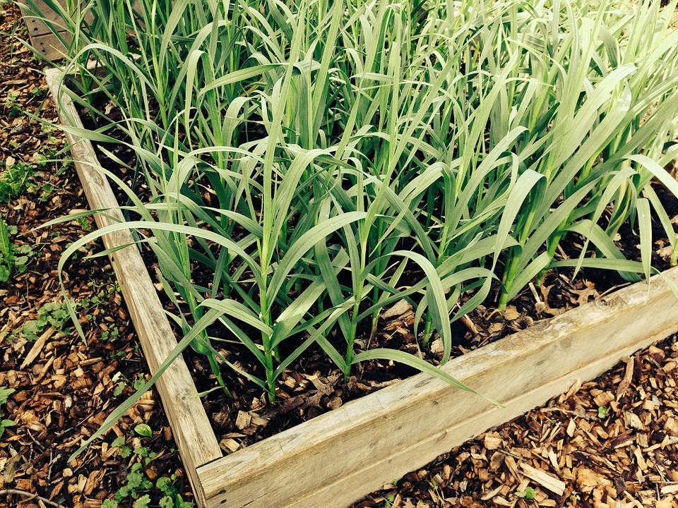 garlic plants grown in a box garden