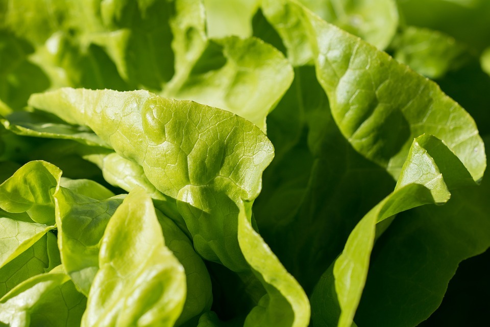 green lettuce, lettuce leaves