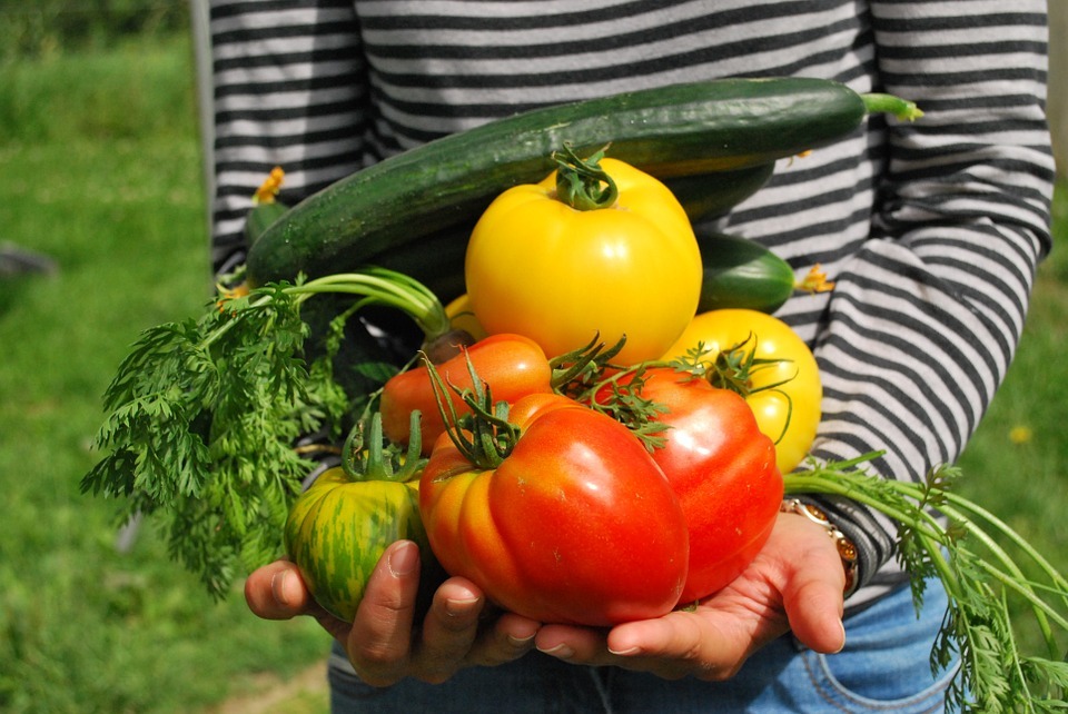 hands carrying vegetables including tomatoes and cucumbers