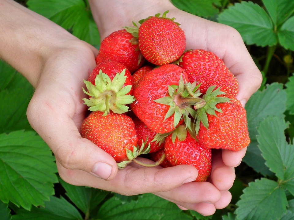 hands full of strawberry fruits
