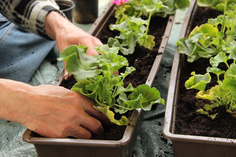 hands planting a Geranium