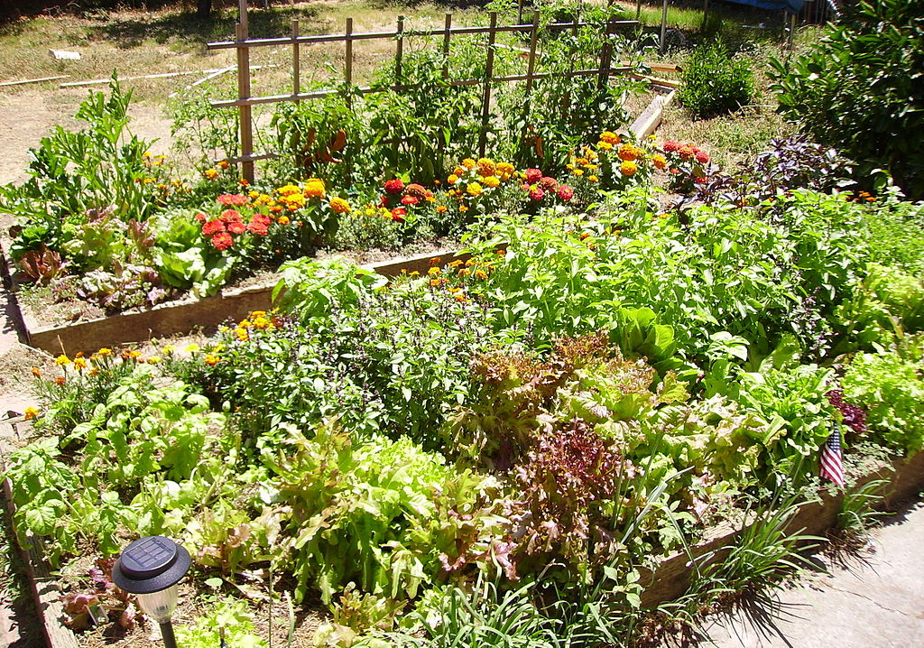 raised garden bed of lettuce, tomatoes, basil, marigolds, zinnias, garlic chives, zucchini