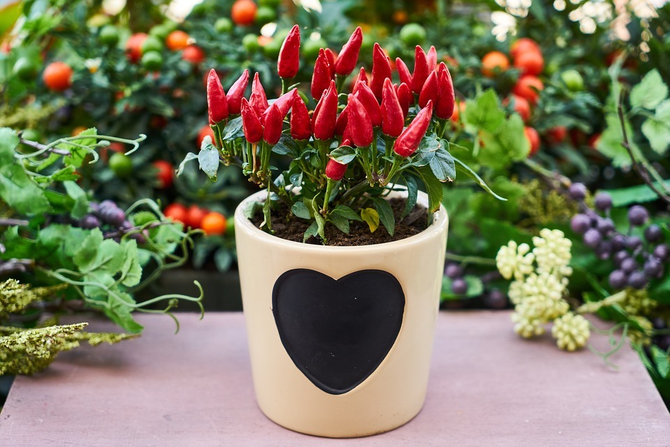 red chili pepper plant in a pot with a black heart design