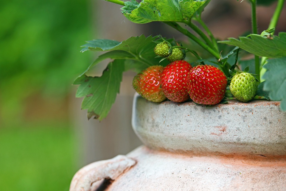 strawberry plant bearing fruits in a clay pot