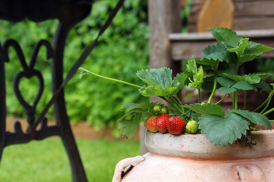 strawberry plant with fruits in a terra cotta jar