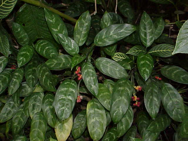 Aglaonema plants