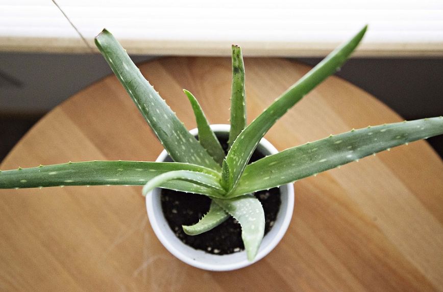 Aloe vera plant on a pot on top of a table